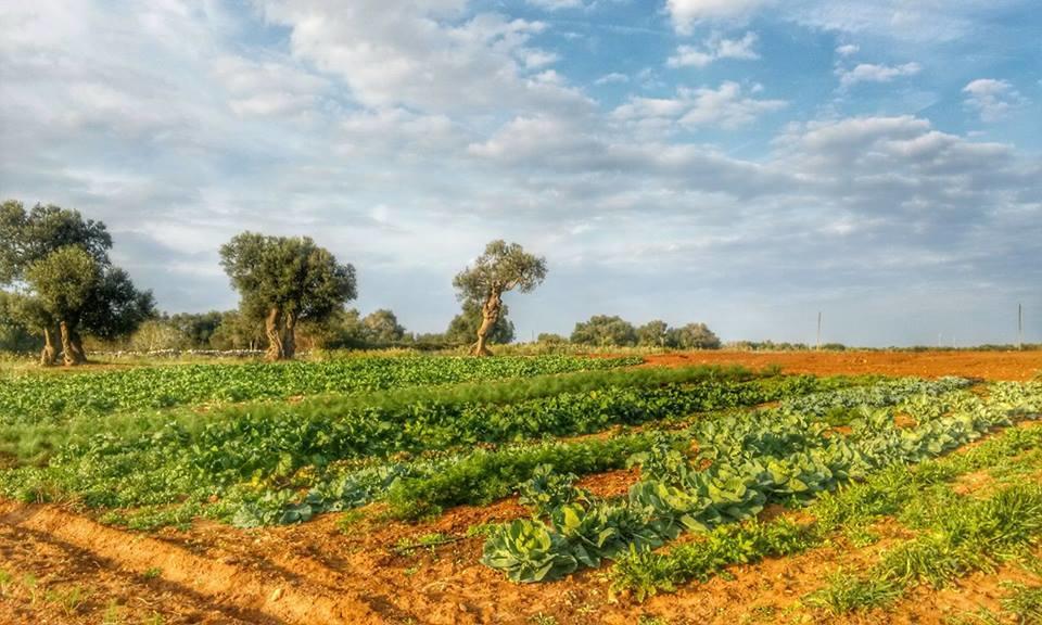 Masseria La Lizza - Ospitalita Rurale Lecce Bagian luar foto